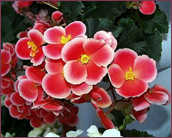 B. ‘Poze’